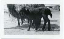 Print, Photographic (front)