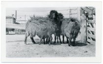 Print, Photographic (front)