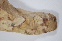 Scraper, Hide Close Up 1