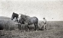 Man Gathering Hay