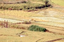 Working in the Vietnames Rice Paddies