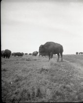 Herd of Buffalo