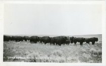 Little Buffalo Ranch, Gillette, Wyoming