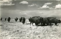 Little Buffalo Ranch, Gillette, Wyoming