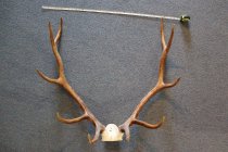 Elk antler