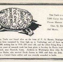 Old Box Turtle