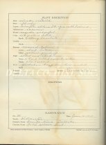 Lewis Rose Plant description