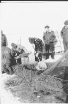 Fishermen taking smelt from commercial nets