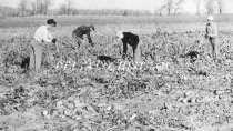 School boys helping with beet harvest