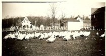 Turkey flock on Elliott farm