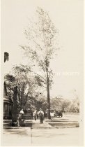Taking down large tree on 12th Street , 1