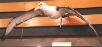 Specimen, Mounted