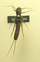 Specimen, Plecoptera