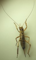 Specimen, Orthoptera