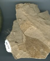 Specimen, leaf
