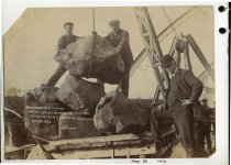 (b) Rocks dredged at Timaru