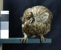 Specimen, Mounted