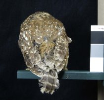 Specimen, Mounted