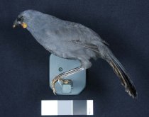 Specimen, Mounted