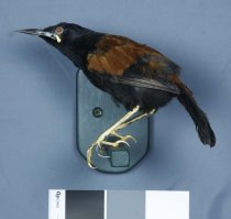 Specimen, Mounted