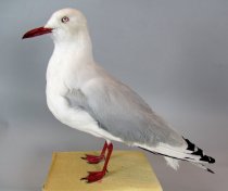 Red-billed gull