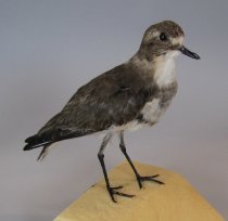 Banded dotterel, non-breeding plumage