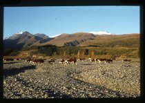 Cattle at Mount Cook Station