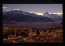 Cattle at Mount Cook Station