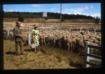 Donald Burnett surveys sheep in stockyards, Mount Cook Station