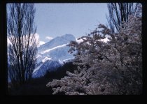 Flowering cherry tree and Mt Sefton, Mount Cook Station