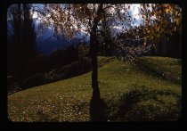 Autumn tree, Mount Cook Station