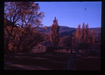 Autumn trees, Mount Cook Station