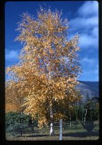 Autumn tree, Mount Cook Station