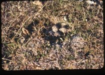 Banded Dottrell's nest