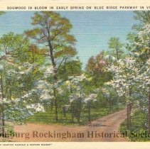 Dogwood in Bloom on the Blue Ridge Parkway, VA