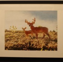 Framed digital photograph of two plastic toy deer in short grass; 2015.