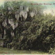 The Moorings, wisteria