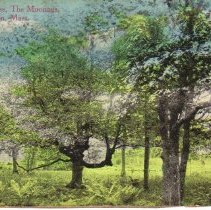 The Moorings, old holly trees
