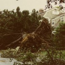Downed tree on South Street