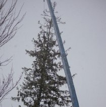 With loss of tree a reminder of Marion’s past