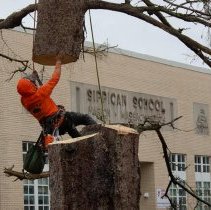 With loss of tree a reminder of Marion’s past