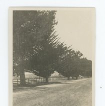 Road through Novato Land Company Ranch