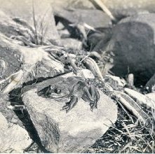 729. A Native of Raquette Lake.