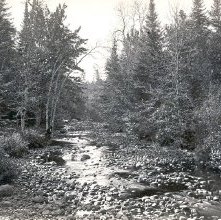 738. Marion River, at Bassett's Camp
