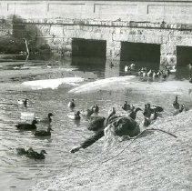 Ducks at Mill Pond
