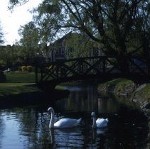 Swans at Mill Pond