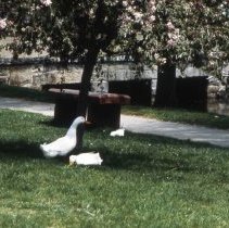 Aberjona River at Mt. Vernon Street Bridge