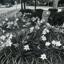 Middlesex Canal Marker & Adopt an Island