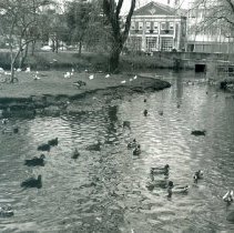 Geese, Ducks, and Pigeons