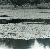 Winter Pond Waterlillies